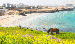 Đảo Jeju – Thiên đường nắng ấm giữa cái đông giá lạnh của Hàn Quốc