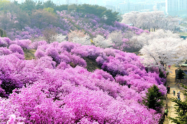 Lễ-hội-hoa-mùa-xuân-tại-Hàn-Quốc