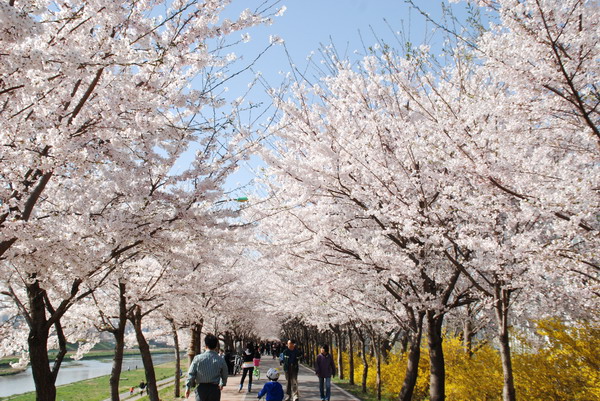 Du lịch Hàn Quốc mùa hoa anh đào nở rộ