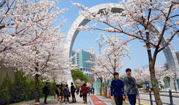Đi du học Hàn Quốc nên chọn Seoul hay thành phố Busan